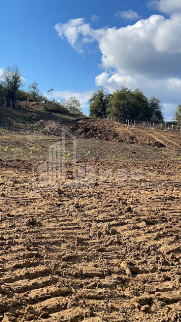 For Sale Blueberry orchard Land In Baileti, Ozurgeti