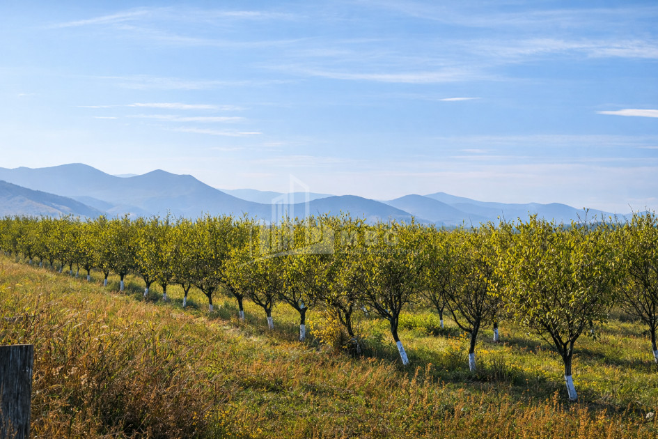 For Sale Orchards Land In the Village Shaumiani, Marneuli