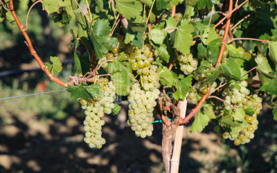 For Sale Chateau / Wine factory Commercial In Does, Kaspi