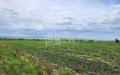 Продается Виноградник - Замковые Земля В Село Бадиаури, Сагареджо