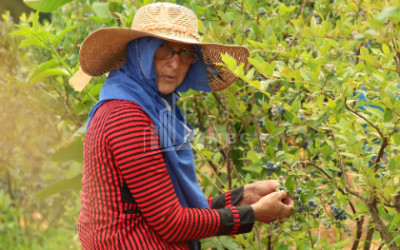 For Sale Blueberry orchard Land In Senaki