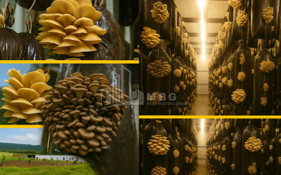 For Sale Mushroom Factory Commercial In Okami, Kaspi