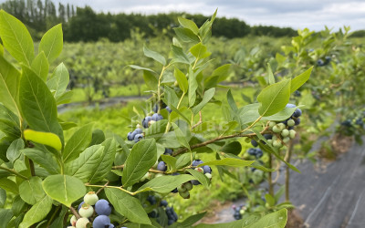 For Sale Blueberry orchard Land In Samegrelo