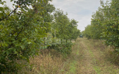 For Sale Walnut orchard Land In Melani, Gurjaani