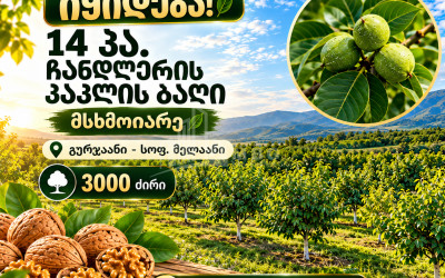 Продается Ореховый сад Земля В Мелани, Гурджаани