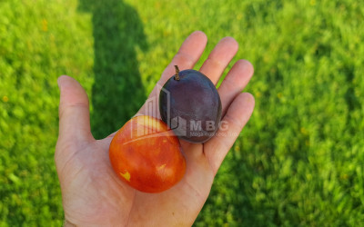 For Sale Orchards Land In Kvemo Shukhuti, Lanchkhuti
