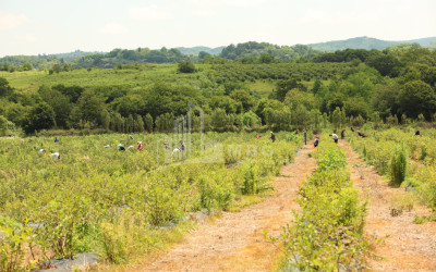 For Sale Blueberry orchard Land In Senaki