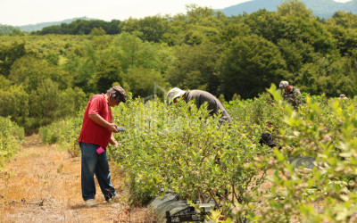 For Sale Blueberry orchard Land In Senaki