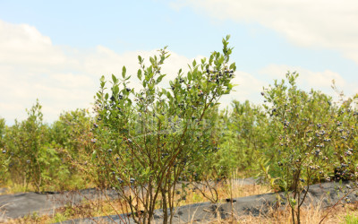For Sale Blueberry orchard Land In Senaki