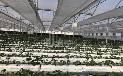 Продается Ферма теплицы Земля В Марнеули