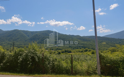 Продается Виноградник - Замковые Земля В Кватсхути, Амбролаури