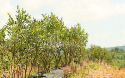 For Sale Blueberry orchard Land In Senaki