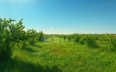 For Sale Orchards Land In Kvemo Shukhuti, Lanchkhuti