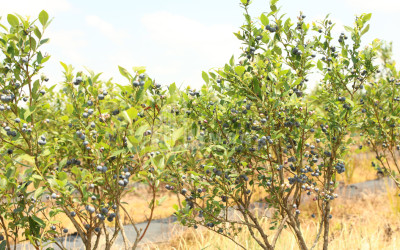 For Sale Blueberry orchard Land In Senaki