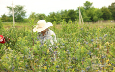 For Sale Blueberry orchard Land In Senaki