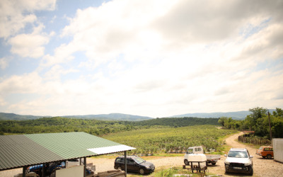For Sale Blueberry orchard Land In Senaki