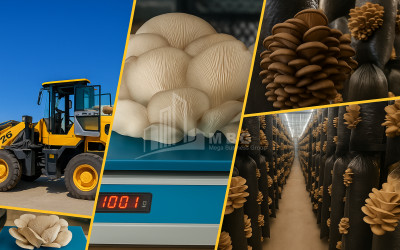 For Sale Mushroom Factory Commercial In Okami, Kaspi