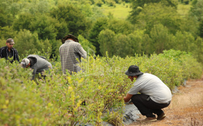 For Sale Blueberry orchard Land In Senaki