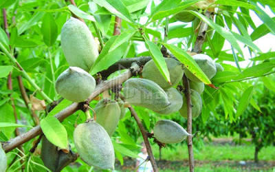 For Sale Walnut orchard Land In Bolnisi
