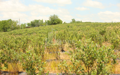 For Sale Blueberry orchard Land In Senaki