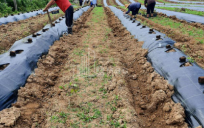 For Sale Blueberry orchard Land In Baileti, Ozurgeti