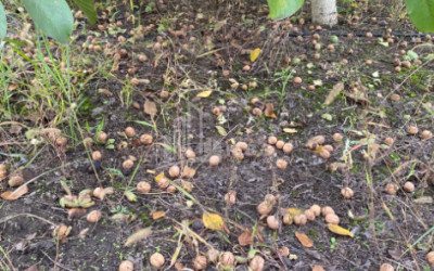 For Sale Walnut orchard Land In Melani, Gurjaani