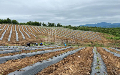 For Sale Blueberry orchard Land In Baileti, Ozurgeti