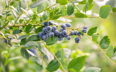 For Sale Blueberry orchard Land In Samegrelo