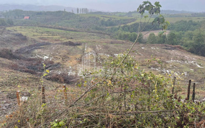 For Sale Blueberry orchard Land In Baileti, Ozurgeti