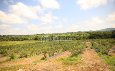 For Sale Blueberry orchard Land In Senaki