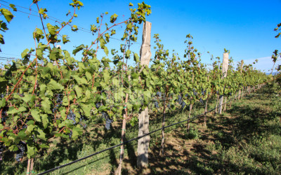 For Sale Chateau / Wine factory Commercial In Does, Kaspi