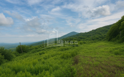 For Sale Construction - Investment Land In Signagi