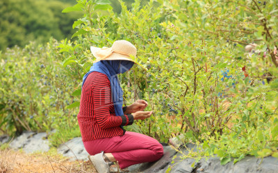 For Sale Blueberry orchard Land In Senaki