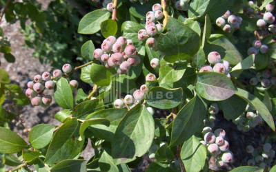 For Sale Blueberry orchard Land In Samegrelo