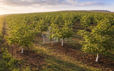 For Sale Walnut orchard Land In Melani, Gurjaani