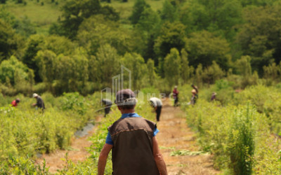 For Sale Blueberry orchard Land In Senaki