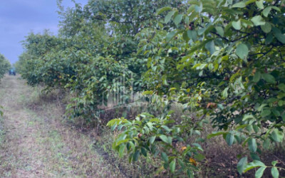For Sale Walnut orchard Land In Melani, Gurjaani