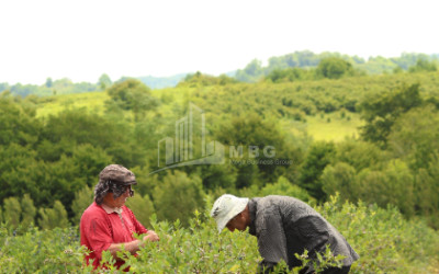 For Sale Blueberry orchard Land In Senaki