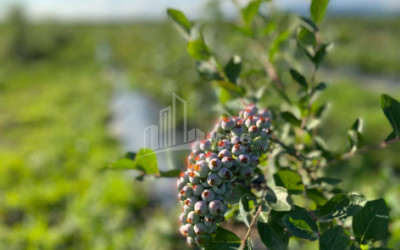 For Sale Blueberry orchard Land In Samegrelo