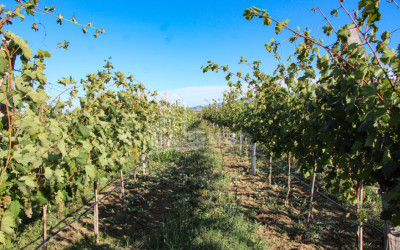 For Sale Chateau / Wine factory Commercial In Does, Kaspi