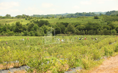 For Sale Blueberry orchard Land In Senaki