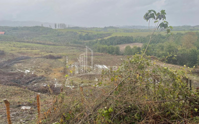 For Sale Blueberry orchard Land In Baileti, Ozurgeti