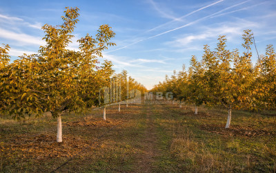 For Sale Walnut orchard Land In Melani, Gurjaani