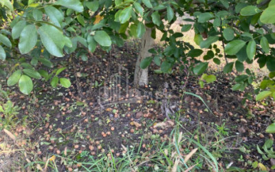 For Sale Walnut orchard Land In Melani, Gurjaani