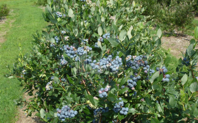 For Sale Blueberry orchard Land In Samegrelo
