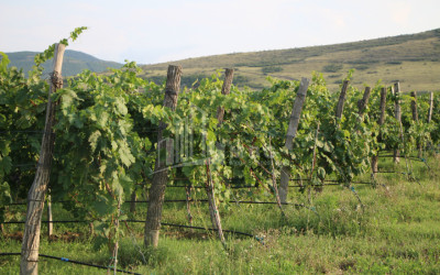 For Sale Chateau / Wine factory Commercial In Does, Kaspi