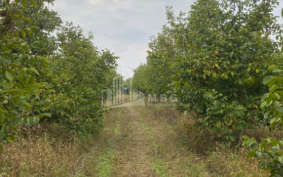 For Sale Walnut orchard Land In Melani, Gurjaani