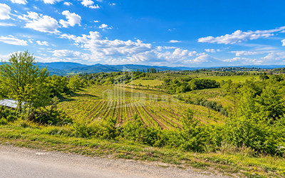 For Sale Blueberry orchard Land In Baileti, Ozurgeti