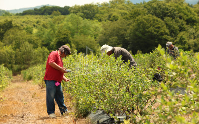 For Sale Blueberry orchard Land In Senaki