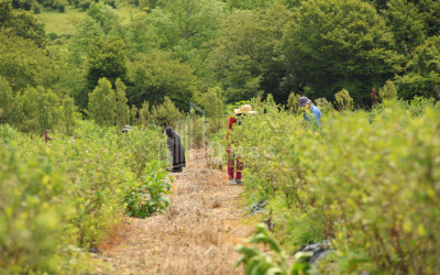 For Sale Blueberry orchard Land In Senaki